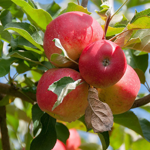 Apple Fruit Plant For Gardening