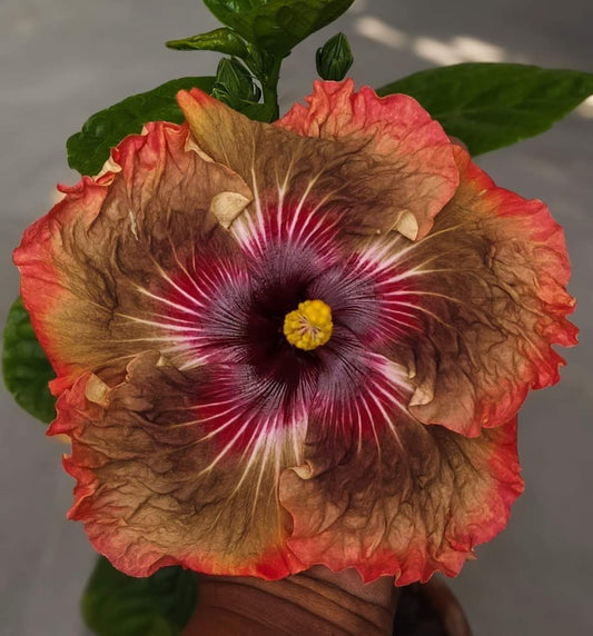 Austrelian Hibiscus Plant For Home Gardening