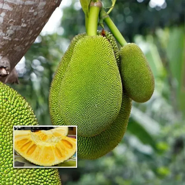 Thai All Time Jack Fruit Plant