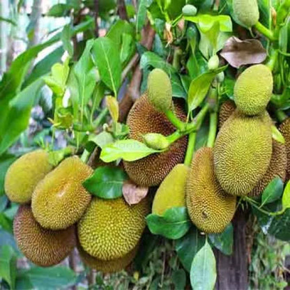 Thai All Time Jack Fruit Plant