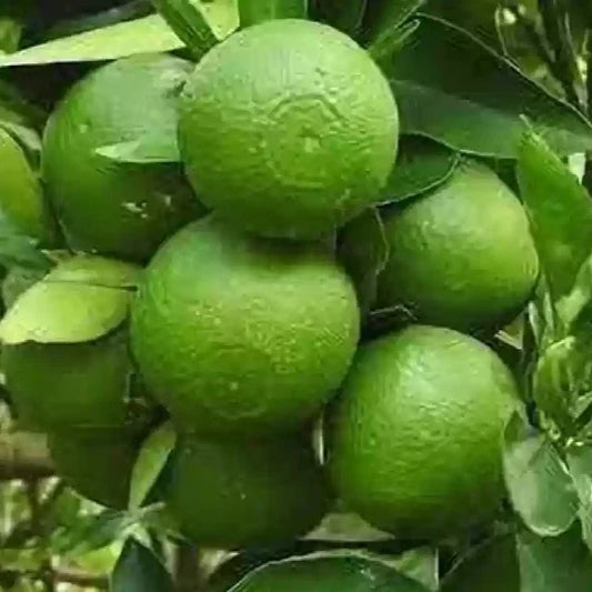 Dwarf Chinese Mosambi Fruit Plant