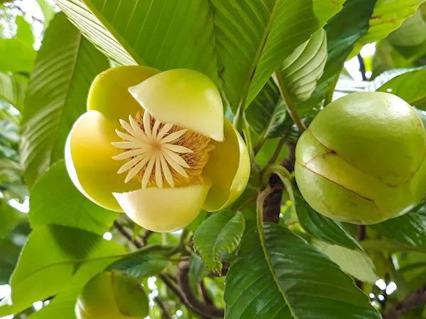 All Time Chalta / Elephant Apple- Plant