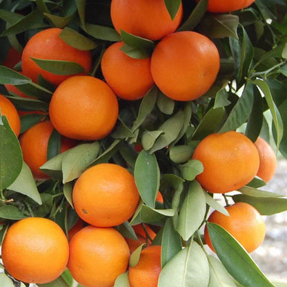 Satsuma Orange Fruit Plant(Grafted)