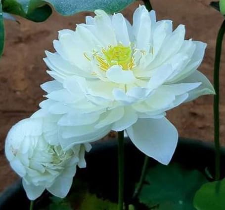 White Peony Lotus - Tuber