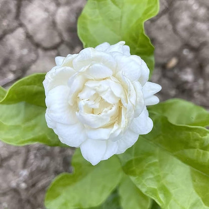 Jasmine Rose Flower -Fragrant Plants