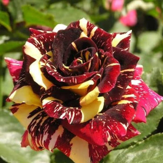 Abracadabra Rose Flower Plant