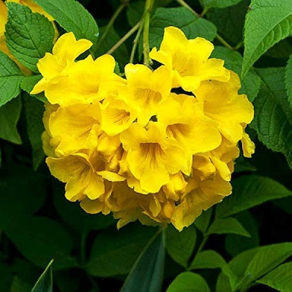 Tecoma-Yellow-Vine Flower Plant