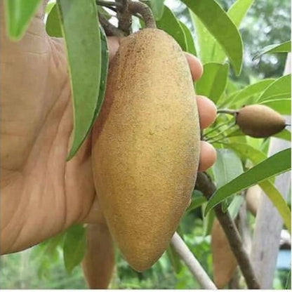 Banana Chiku Grafted Fruit Plant