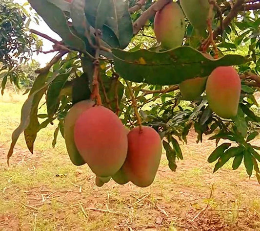 Pusa Surya Mango Grafted Plant