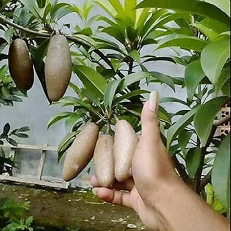 Banana Chiku Grafted Fruit Plant