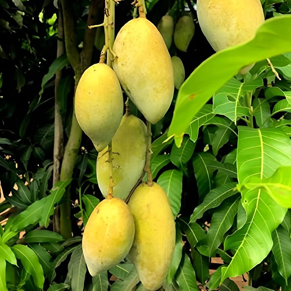 Chowsa Mango Fruit Plant (Grafted)