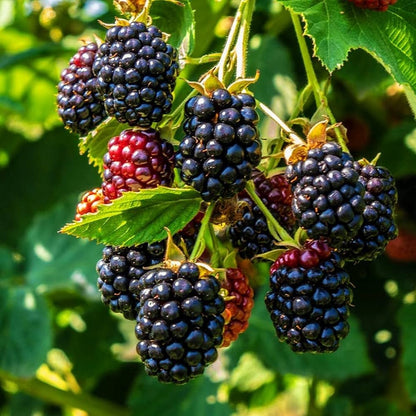 Blackberry Fruit Plant For Gardening