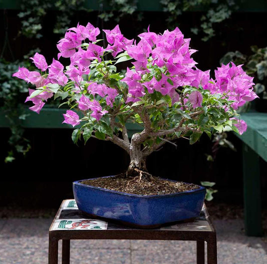 Bougainvillea (Purple) Colour Flower - Plant