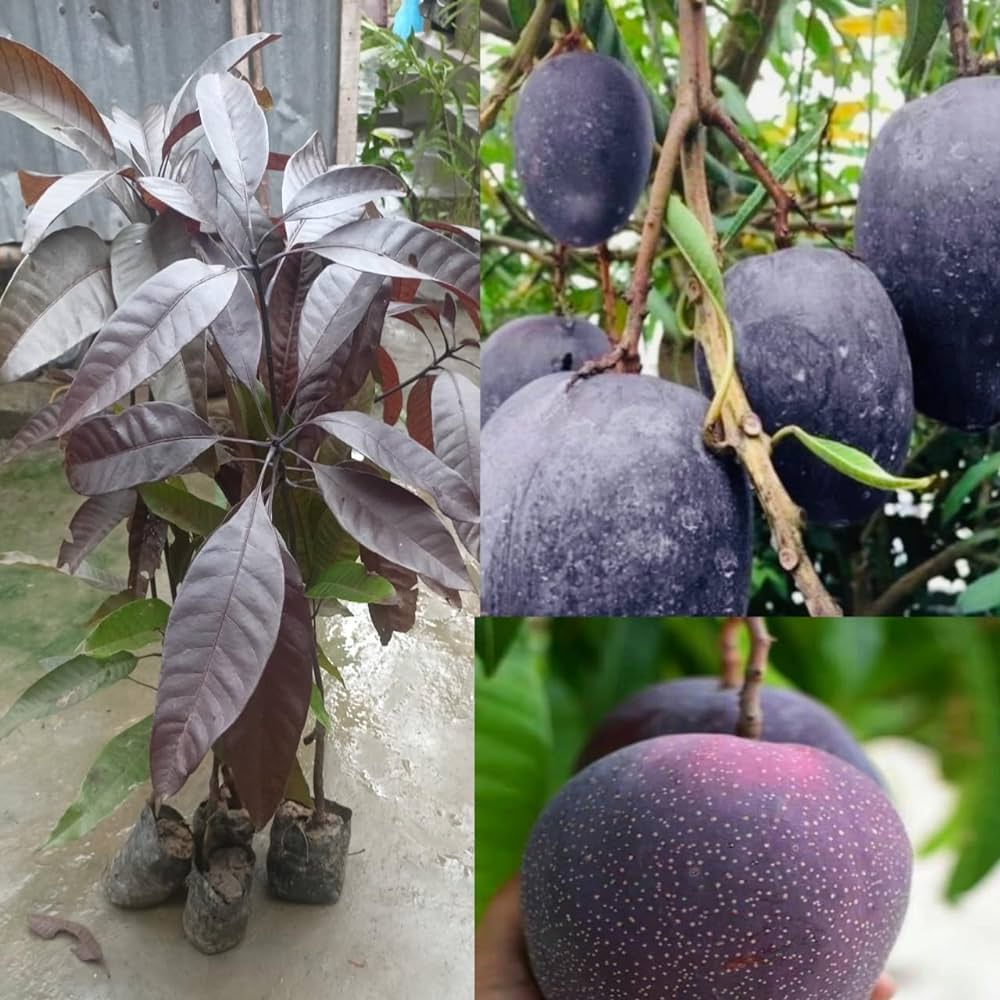 Black Stone Mango Plant-Grafted