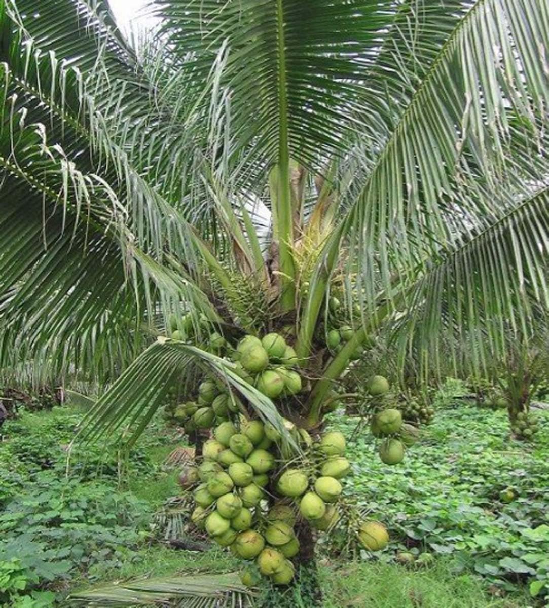 Chandra kalpa Coconut Fruit  Tree