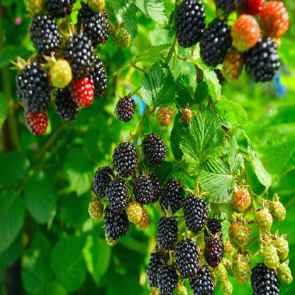 Blackberry Fruit Plant For Gardening