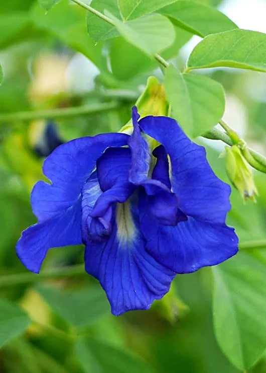 Nilkantha Double Petel Flowers Plants(Butterfly Pea)