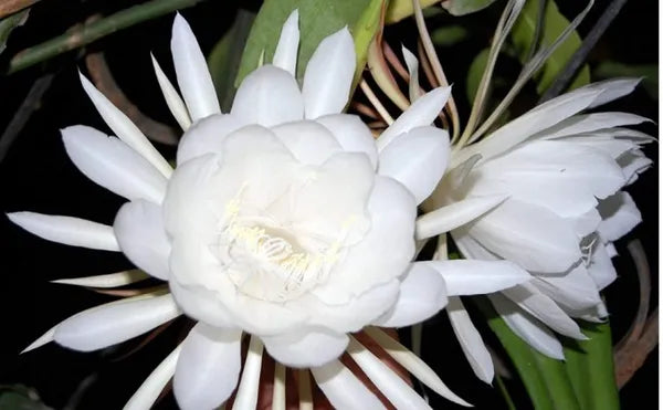 Brahma kamal/Night Queen Flower Plant