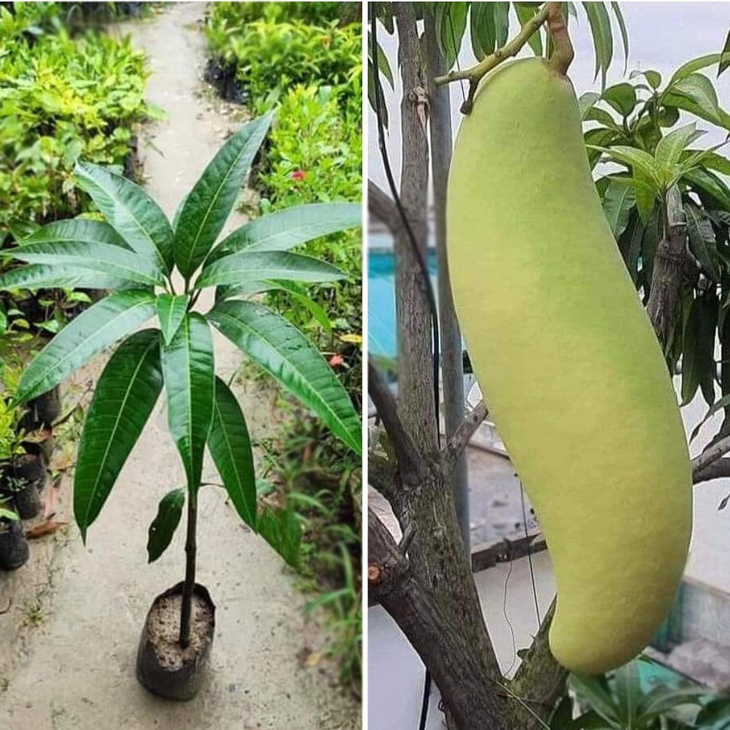 Banana Mango Fruit Plant-Grafted