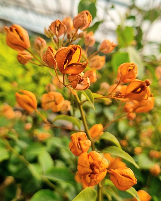 Yellow Tanglong Bougainvillea flower plant (Grafted)