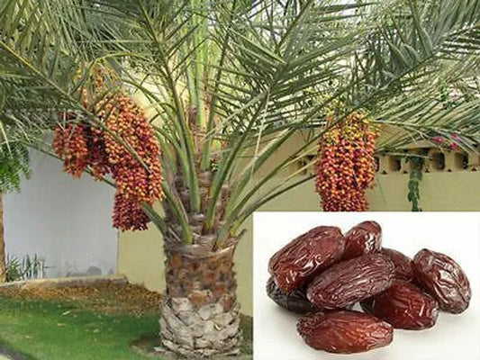 Arabian hybrid date plant