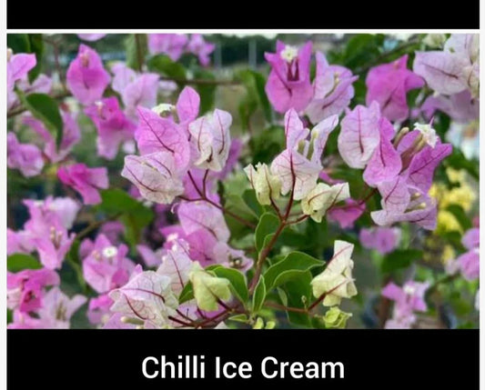 Thai Chilli Icecream Bougainvillea Fowers Plant For Gardening