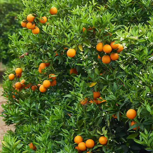 Satsuma Orange Fruit Plant(Grafted)