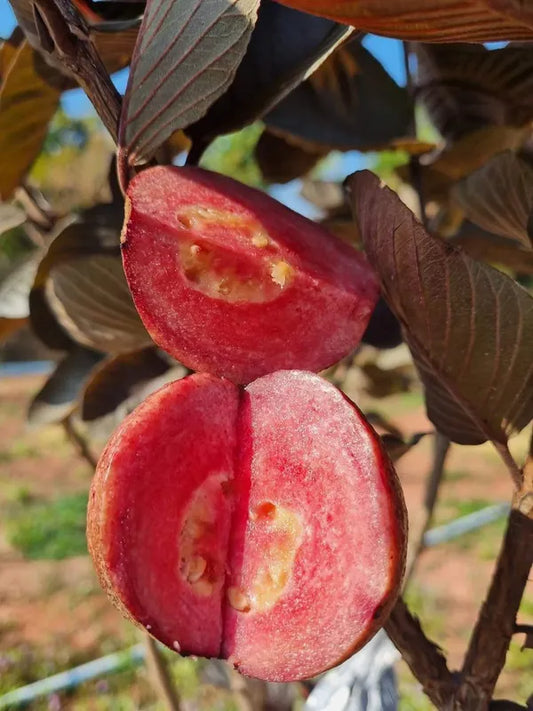 Out Side Red Guava Fruit Plant