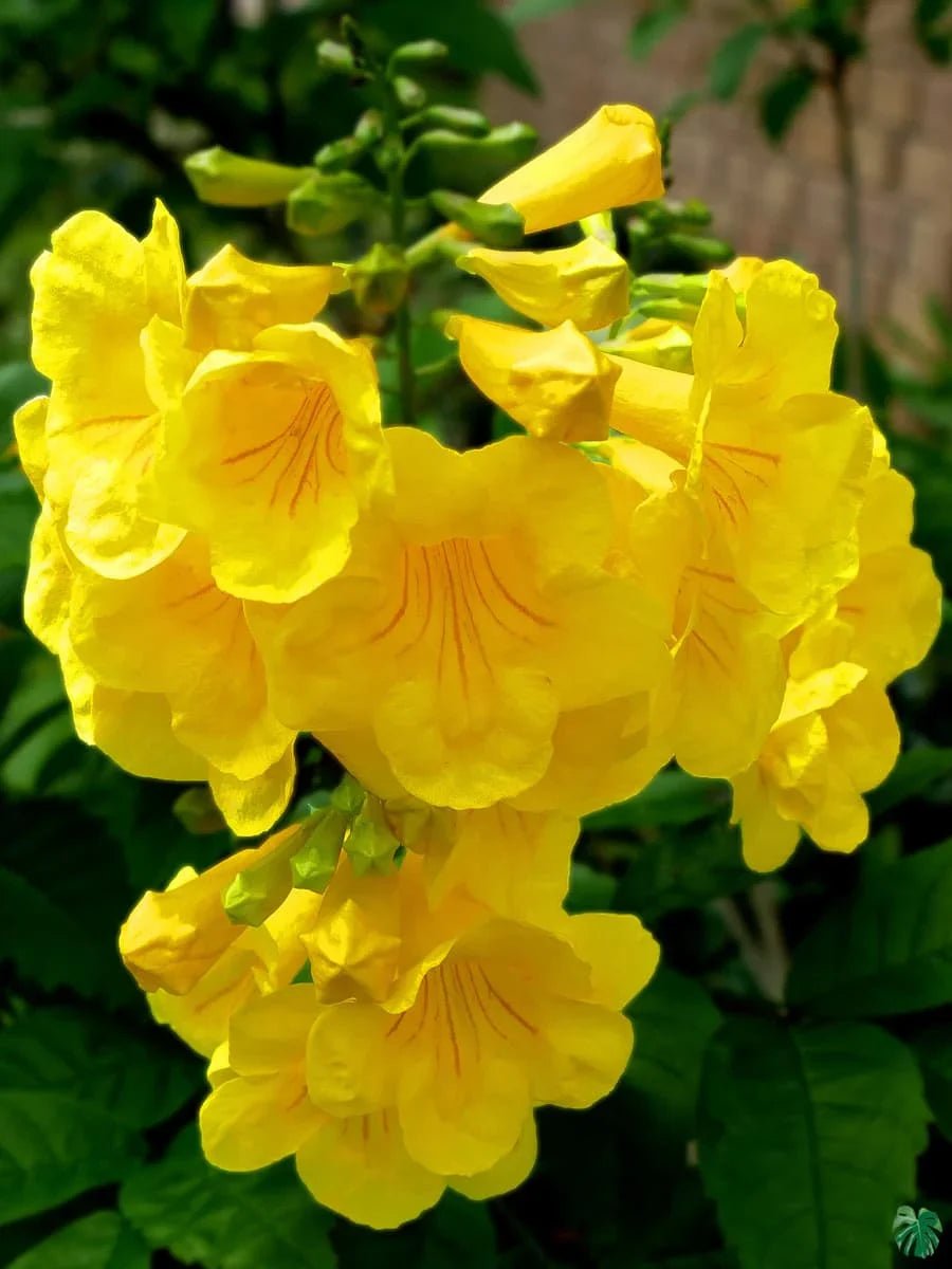 Tecoma-Yellow-Vine Flower Plant