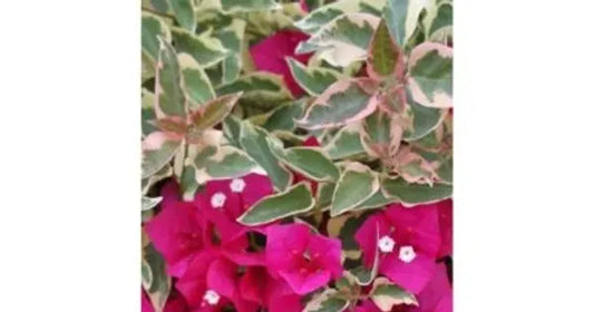 Variegated Bougainvillea (Pink)Colour Plant