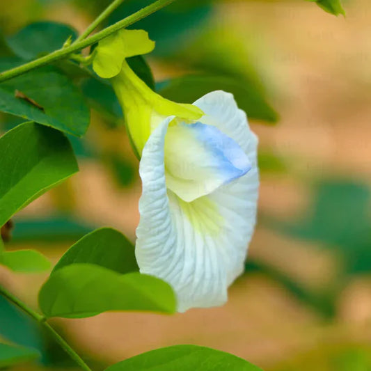 Aparajita  Flowering Plant (white Colour)-Green nursery