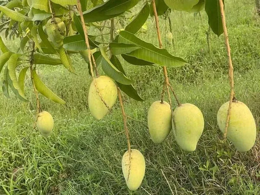 Katimon Mango Fruit Plant (Grafted)