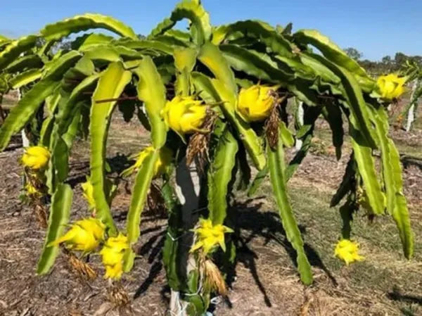 Yellow Colour  Dragon Fruit Plant