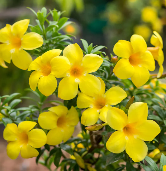 Allamanda Flowers Plant-Yellow Colour