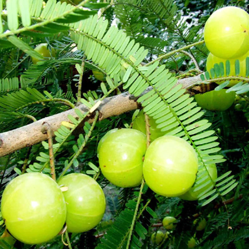 Amla (Grafted)- Fruit Plants