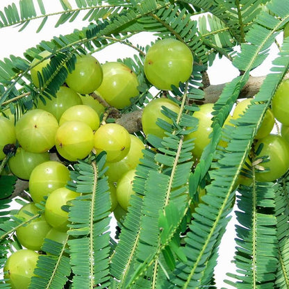 Amla (Grafted)- Fruit Plants