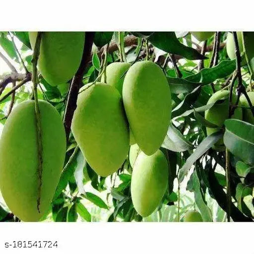 Chowsa Mango Fruit Plant (Grafted)