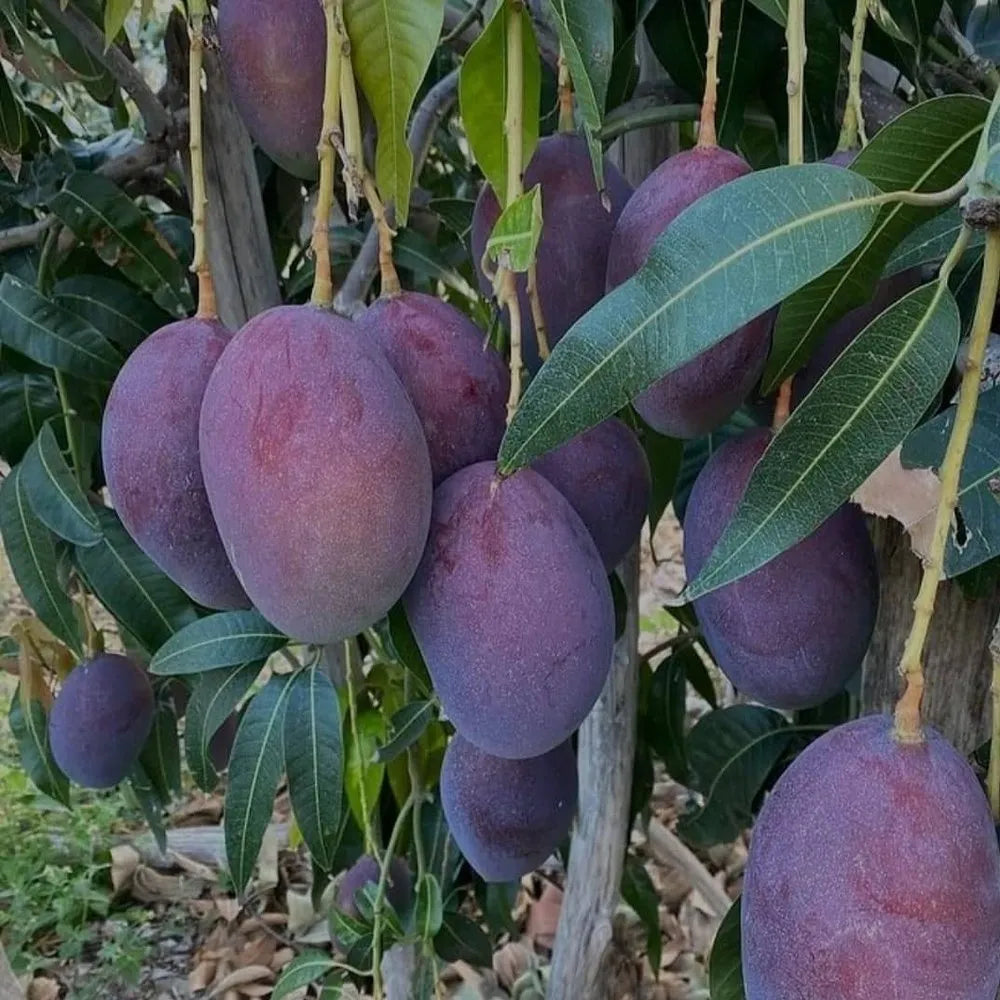 Black Stone Mango Plant-Grafted