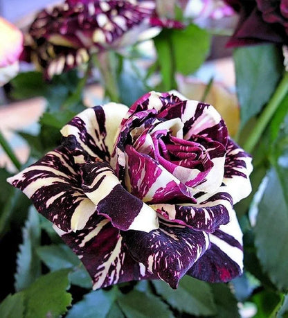 Hybrid Grafted Abracadabra Rose Plant