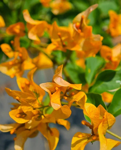 Thai Chilli Yellow Bougainvillea Fowers Plant For Gardening