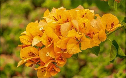 Thai Chilli Yellow Bougainvillea Fowers Plant For Gardening