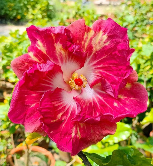 Austrelian Hibiscus Plant For Home Gardening