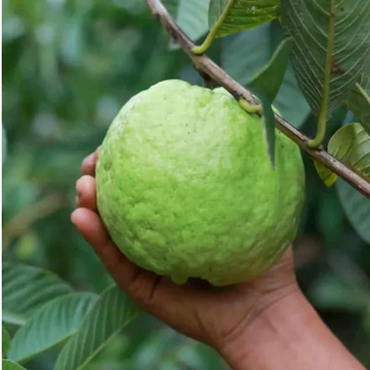 Thai 10 Guava Fruit Plant