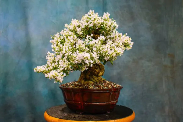 White Blubell Bonsai plant