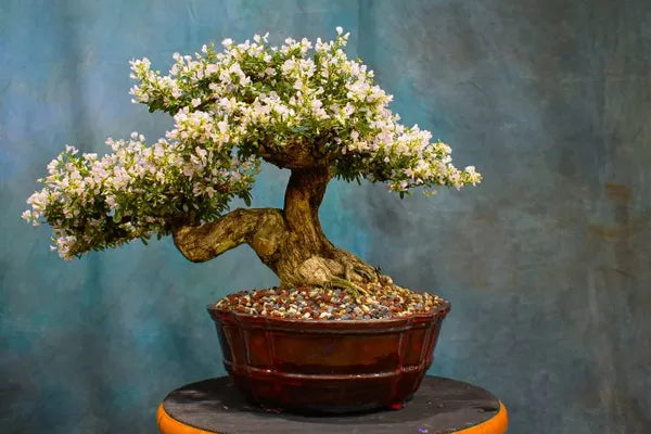 White Blubell Bonsai plant