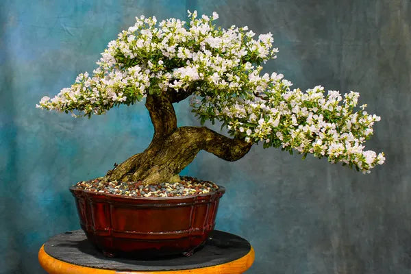 White Blubell Bonsai plant