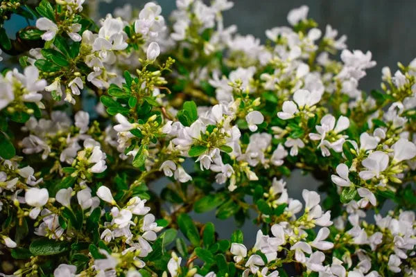 White Blubell Bonsai plant