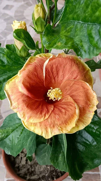 Hybrid American Hibiscus Flower Plant