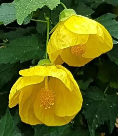 Yellow Lantern Hibiscus Flower  Plant