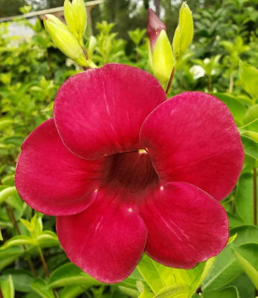 Allamanda Flowers Plant-Red Colour